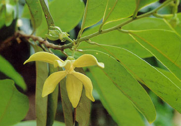 การเวก Artabotrys hexapetalus (Linn.f.) Bhandari<br/>ANNONACEAE